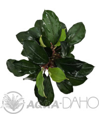 Bucephalandra Batang Kawa