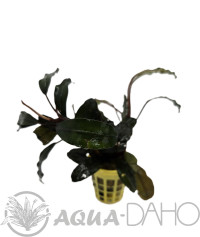 Bucephalandra biblis pink