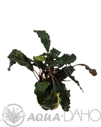 Bucephalandra biblis red