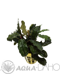 Bucephalandra biblis sky