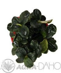 Bucephalandra brownie blue