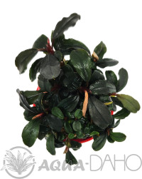 Bucephalandra brownie purple