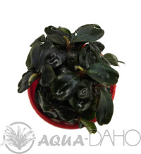 Bucephalandra Deep blue