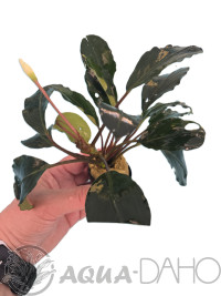 Bucephalandra giant velvet