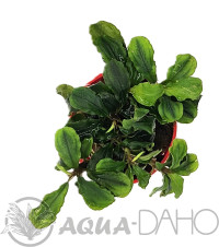 Bucephalandra green wavy
