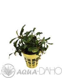 Bucephalandra Lamandau