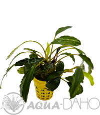 Bucephalandra sp.Venus