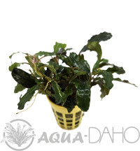 Bucephalandra sp.Nanga Pinoh