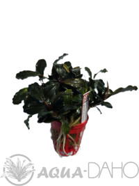 Bucephalandra brownie ghoust ulu kapus