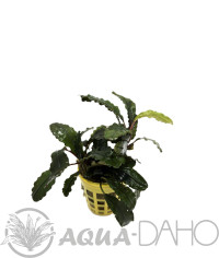 Bucephalandra velvet green