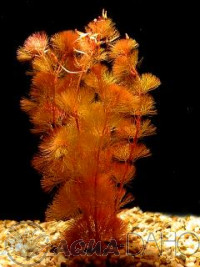 Cabomba piauhyensis