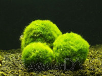 Cladophora aegagropila M řasokoule
