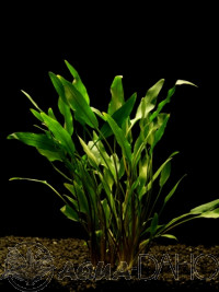 Cryptocoryne lutea