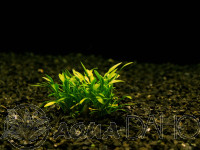 Cryptocoryne parva