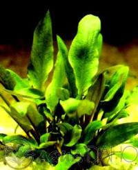 Cryptocoryne becketii