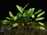 Cryptocoryne petchii