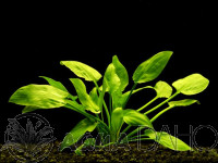 Cryptocoryne pontederiifolia
