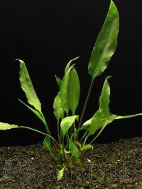 Cryptocoryne ciliata