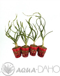 Crinum calamistratum "cibule" 3+1 zdarma