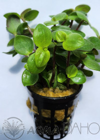 Callisia repens T (turtle)