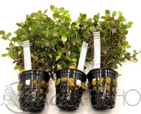 Callisia repens T (turtle) 2+1 zdarma