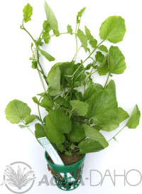 Cardamine lyrata