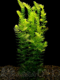 Ceratophyllum demersum