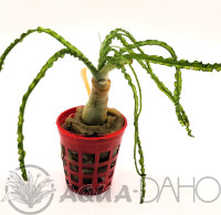 Crinum calamistratum "cibule"