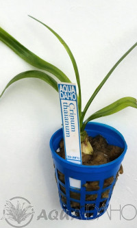 Crinum thaianum-"cibule"