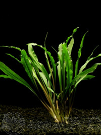 Cryptocoryne albida