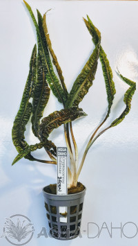 Cryptocoryne balansae brown