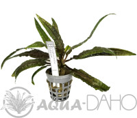 Cryptocoryne balansae