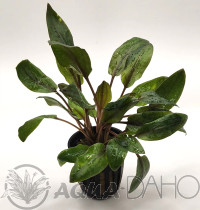 Cryptocoryne wendtii Mi Oya