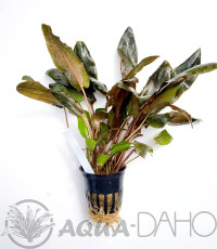 Cryptocoryne tropica