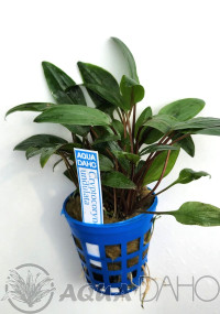 Cryptocoryne undulata 