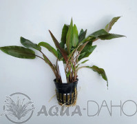 Cryptocoryne undulata red