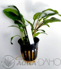 Cryptocoryne wendtii broad leaf
