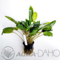 Cryptocoryne wendtii hybrid