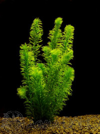 Egeria densa