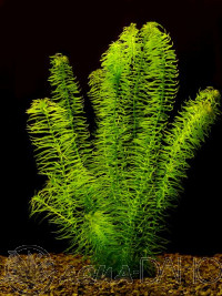 Egeria najas