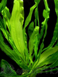 Echinodorus horemanii green