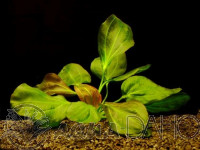Echinodorus Apart