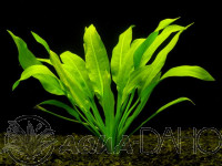 Echinodorus amazonicus