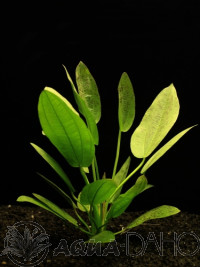 Echinodorus aschersonianus