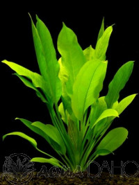 Echinodorus bleherae