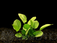 Echinodorus cordifolius
