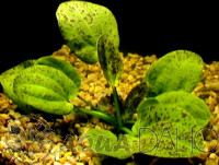 Echinodorus leopard
