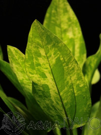 Echinodorus Marble Queen