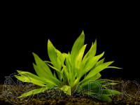 Echinodorus quadricostatus