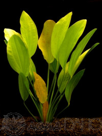 Echinodorus rosaefolius
